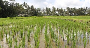 rice field 1